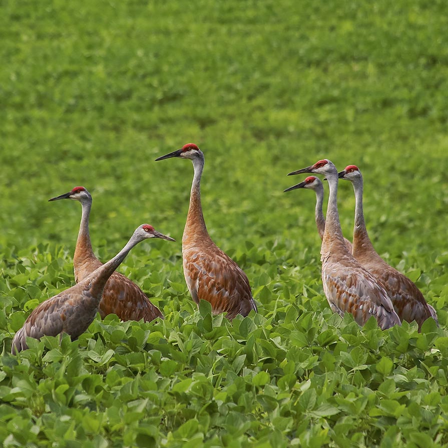 Favorite Bird Sounds: Sandhill Crane