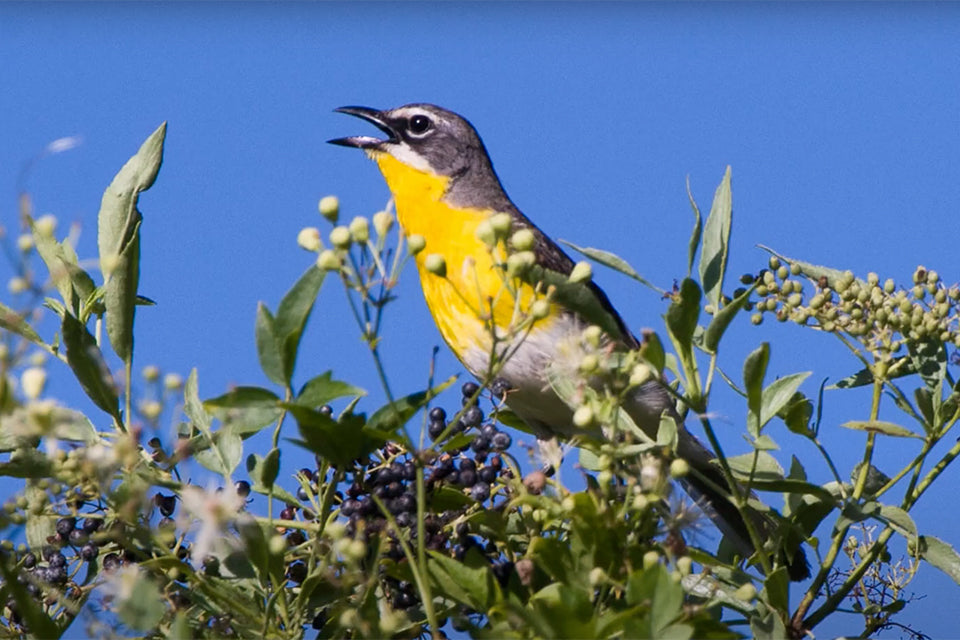 Yellow-breasted Chat